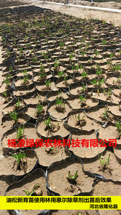油松新育苗使用林用惠爾效果圖