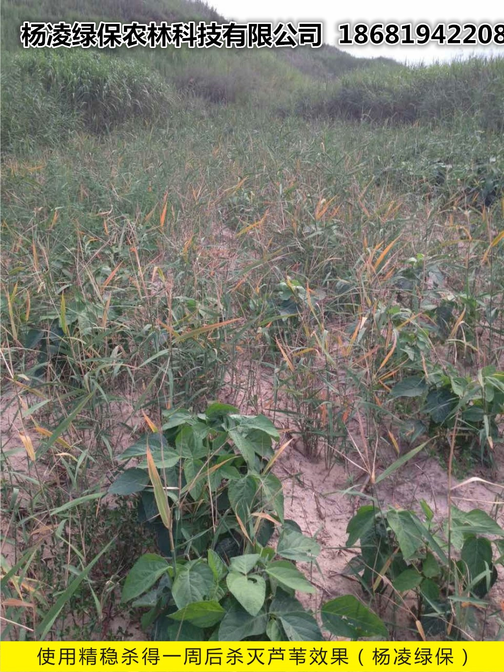 精穩殺得除草劑使用效果