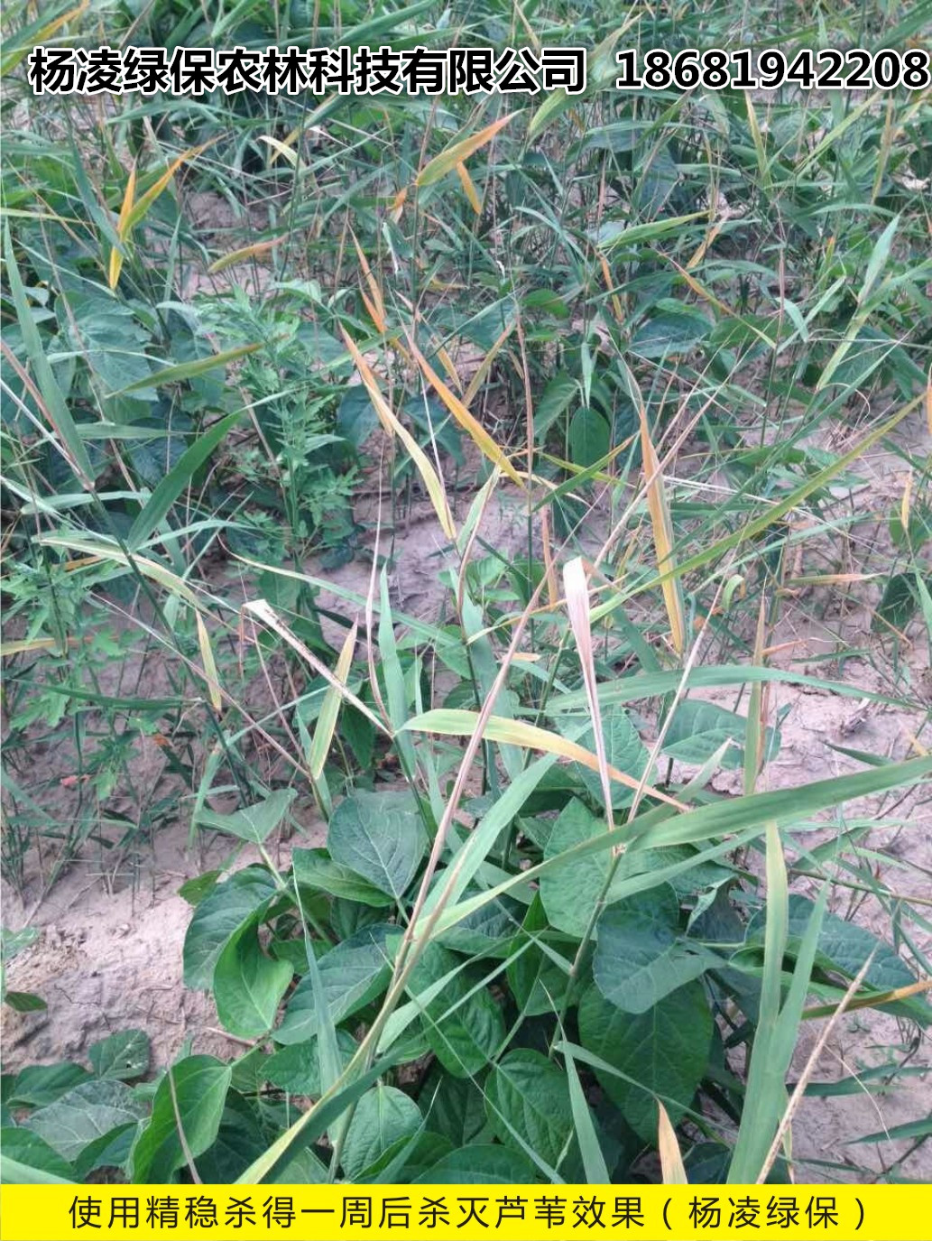 除草劑使用效果